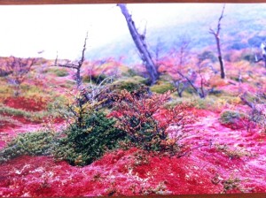 パタゴニアの苔の紅葉